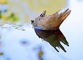 Elkhorn Reflection by Bob Lanham